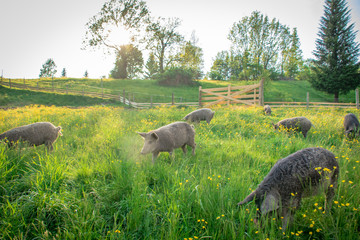 Fototapeta na wymiar Bio Schweine auf Freilauf Bauernhof in Österreich