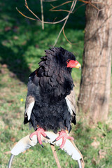 Exotic bird with red beak