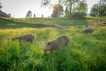 Bio Schweine auf Freilauf Bauernhof in Österreich