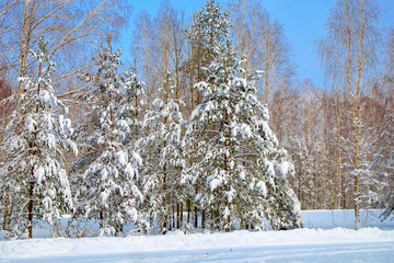 Winter snowy forest in the clear frosty weather