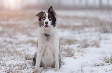 Border Collie sitting in the park a winters day