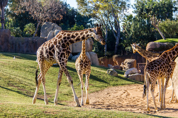 Naklejka na ściany i meble A group of giraffes, giraffa camelopardalis, in a zoo of Spain