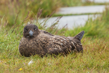 Great Skua looking at the camera while nesting