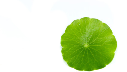 Gotu kola Close up