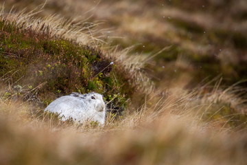 Mountain hare, Lepus timidus in wild heather fields in Scotland