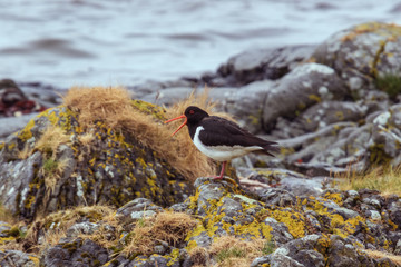 Eurasian oystercatcher walking on the beach near Goksoyr on Runde island
