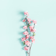 Fototapeta na wymiar Flowers composition. Pink flowers on pastel blue background. Spring concept. Flat lay, top view, square