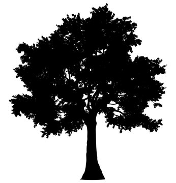 Tree profile silhouette isolated - black simple detailed - vector