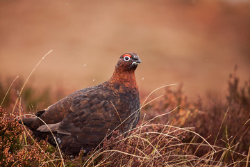 Wild grouse in the heathers in Scotland