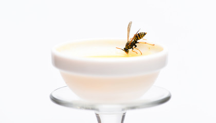 Healthy food and lifestyle concept. Natural and organic product. Natural sweetener. Honey producing. Natural honey and bee close up. Bee or wasp on cup of honey white background. Sweet natural nectar