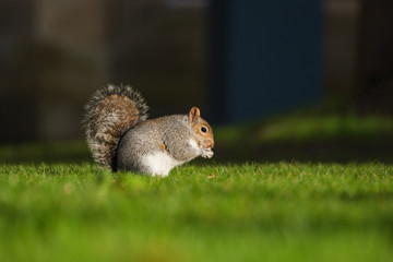 Fluffy brown squirrel eating a nut on green grass