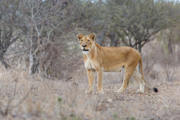 Lioness walking in the rain  - Kruger National Park - South Africa
