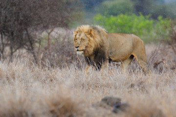 Big dominant male Lion walking in the rain  - Kruger National Park - South Africa