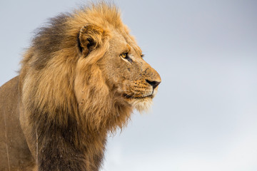 Fototapeta na wymiar Portrait of a Big dominant male Lion in the rain - Kruger National Park - South Africa