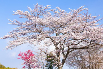 満開の桜