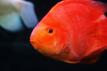 Ornamental fish in aquarium