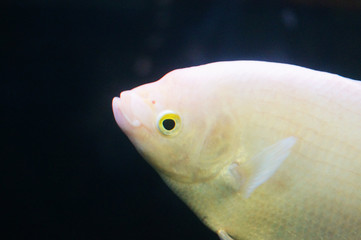 Ornamental fish in aquarium