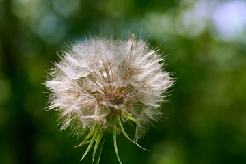 The dandelion was covered down in the summer.