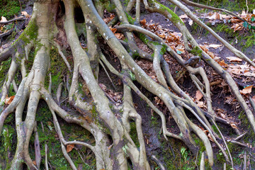 misty beech forest, tree roots among the autumn leaves