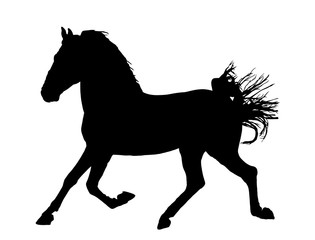 Obraz na płótnie Canvas Elegant horse in gallop, vector silhouette illustration. Horse race, isolated on white background. Symbol of beautiful animal.