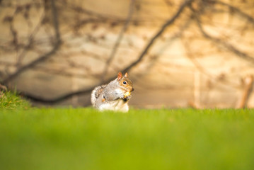 Fluffy brown squirrel eating a nut on green grass