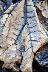 Close up of withered leaves with dark blue veins of  Brazilian giant-rhubarb, giant rhubarb, or dinosaur food (Gunnera manicata)  in winter