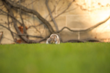 Fluffy brown squirrel eating a nut on green grass