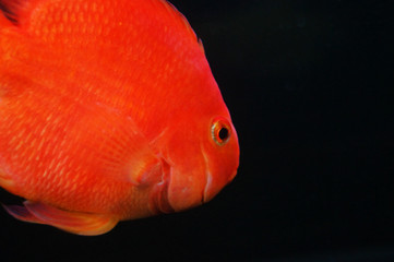 Ornamental fish in aquarium