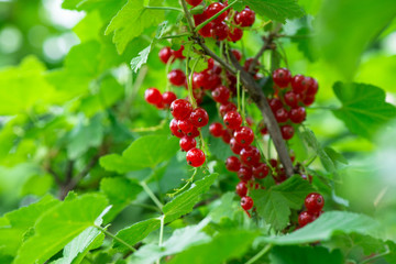 red currant bush
