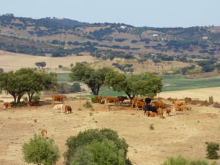 Portugal. Vilage of Terena in Alentejo