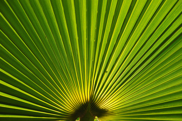 Fototapeta premium FONDO DE HOJA DE UNA PALMERA