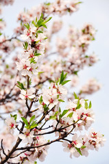 Fototapeta premium Beautiful tender flowers of almond tree in spring. 