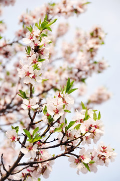 Beautiful tender flowers of almond tree in spring.
