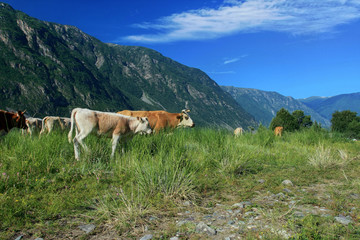 Fototapeta na wymiar A herd of cows grazing in the Chulyshman valley. Altai Republic, Russia