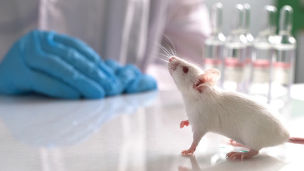 testing drugs and vaccine on mice