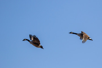 Obraz premium Kanadagans im Flug
