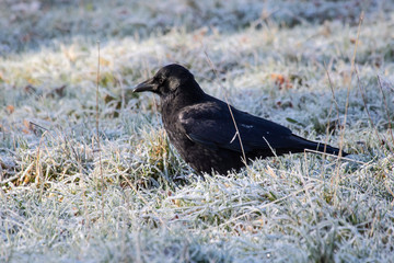 Obraz premium Rabenkrähe bei Frost