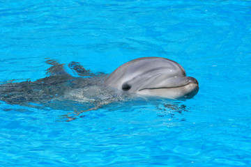 Dolphin swims in a dolphin pool