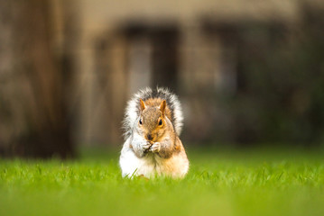 Fluffy brown squirrel eating a nut on green grass