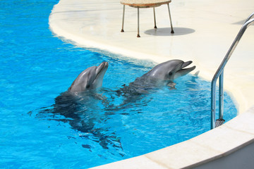 Dolphins swim in a dolphin pool © yanakoroleva27