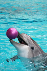 Dolphin playing with a ball in the water