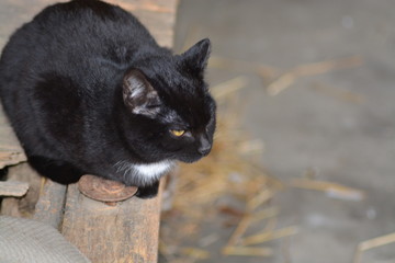 Gatos salvajes del campo