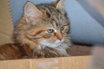 Gatos salvajes del campo