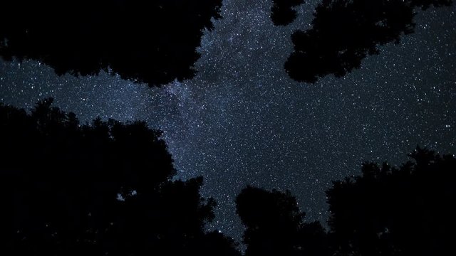 Night Sky through Trees Timelapse 4k