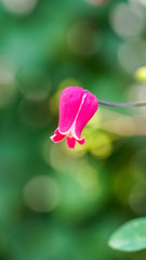 Colorful clematis flower in garden.