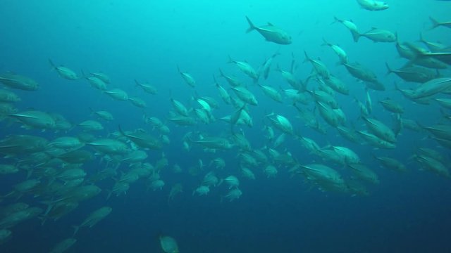 Bigeye Trevally fish 