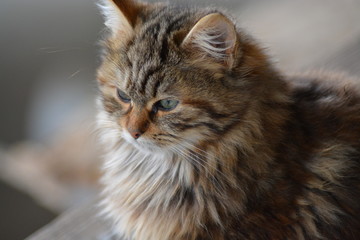 Gatos salvajes del campo