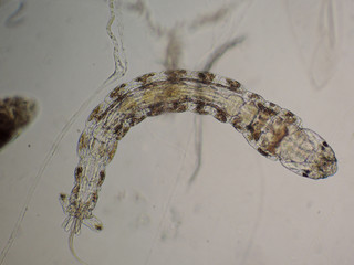 MÜCKENLARVEN . MOSQUITO LARVAE