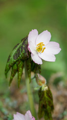 Sinopodophyllum hexandrum flower, a beautiful plateau plant.