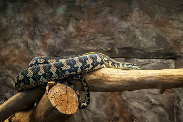 Diamond Carpet Python Constrictor